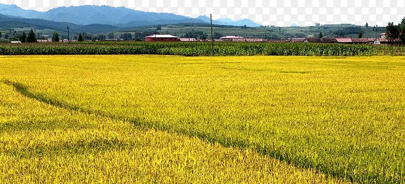 稻田一片金黄
