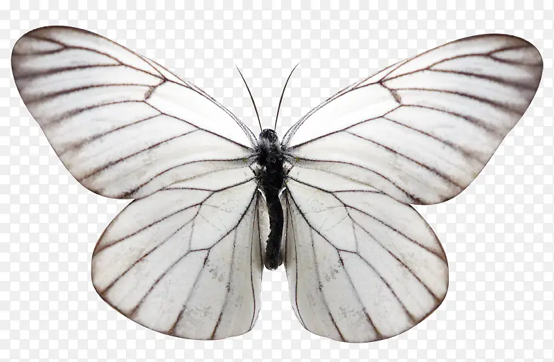 白色纹理  飞蛾