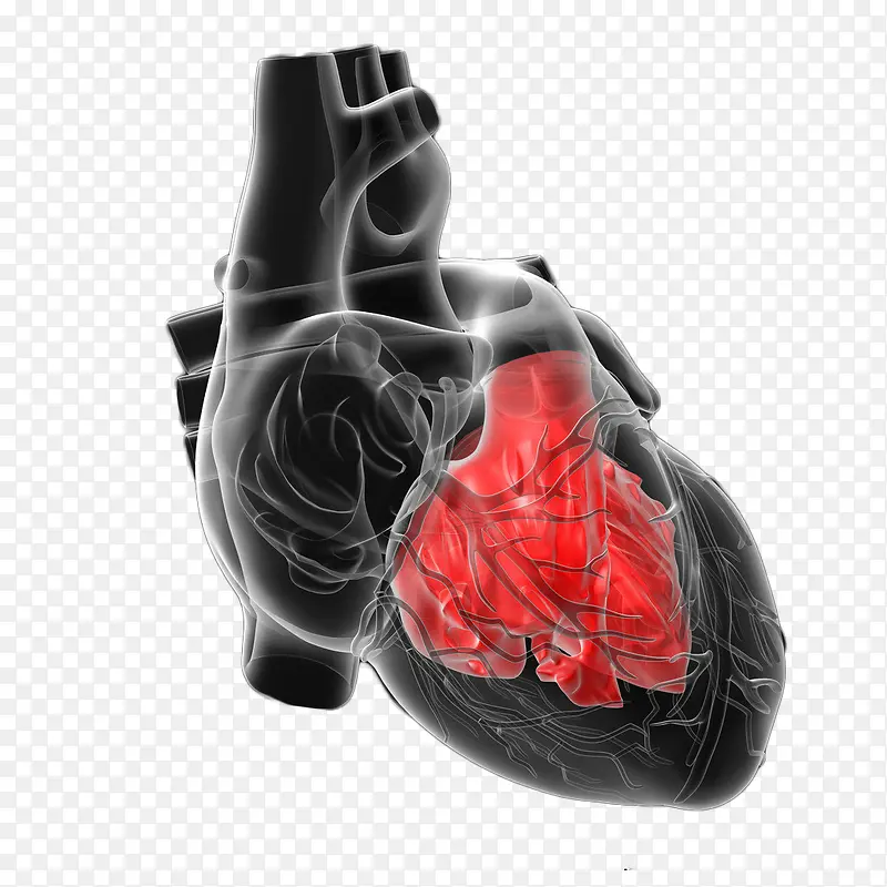 人体心脏展示图