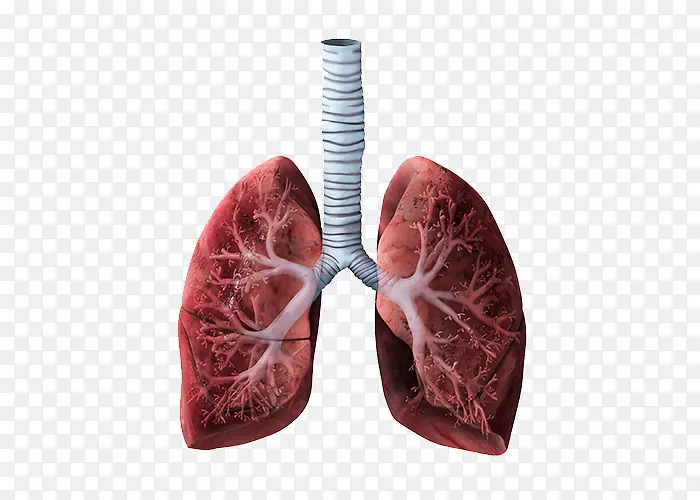 肺部图片