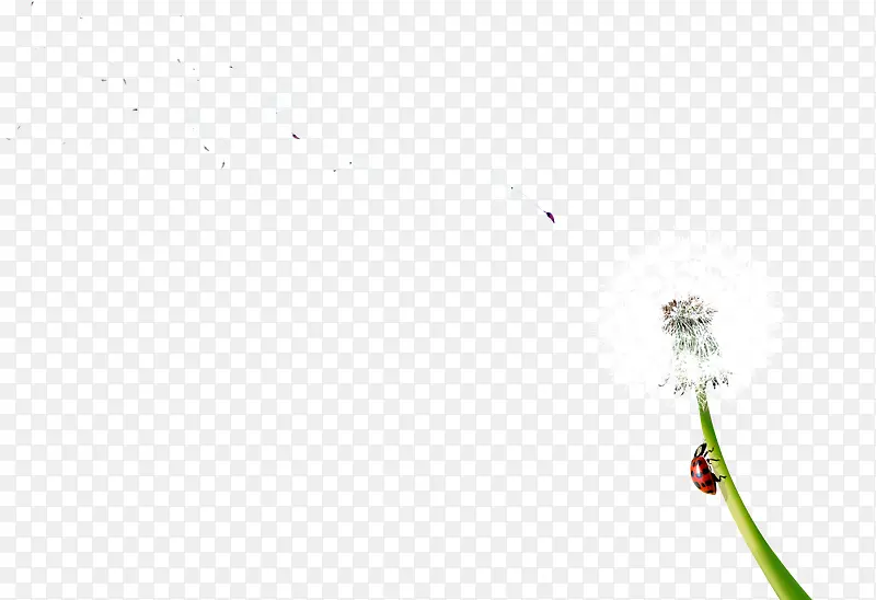 免抠透明漂浮蒲公英