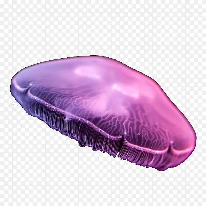 梦幻紫色海月水母