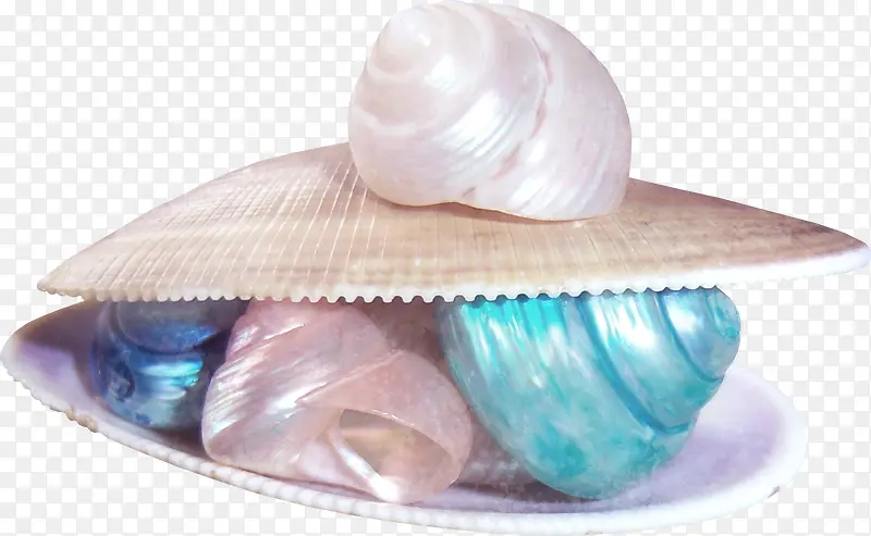 贝壳与彩色海螺