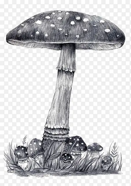 黑白蘑菇