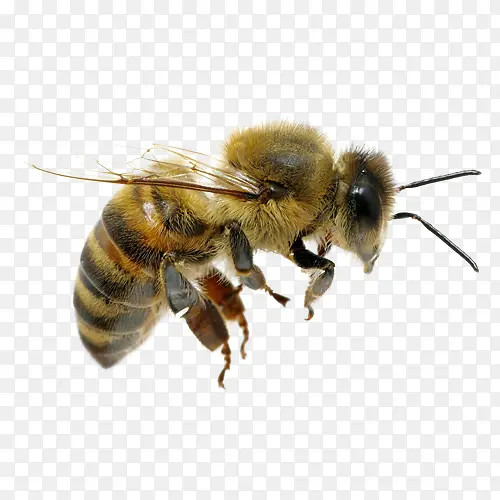 实物蜜蜂