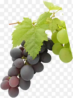 新鲜采摘葡萄品种水果