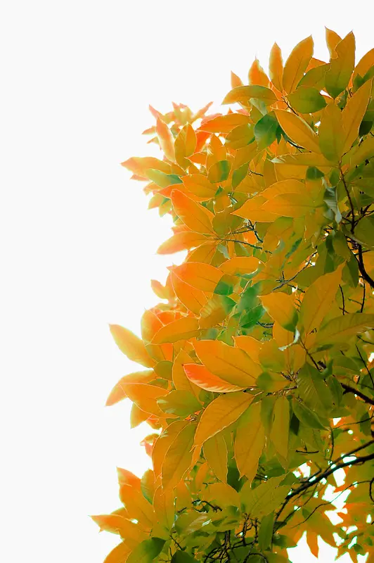 橙色简约树丛装饰图案