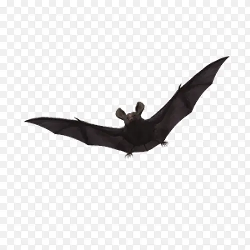 飞行中的蝙蝠