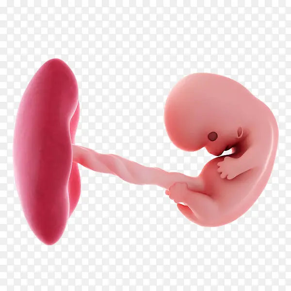 未成形的胎儿