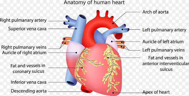 人体心脏血管结构分析图
