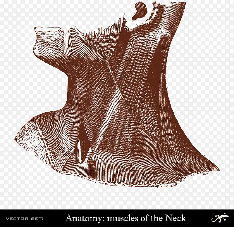 装饰医学人体研究脖子肌肉