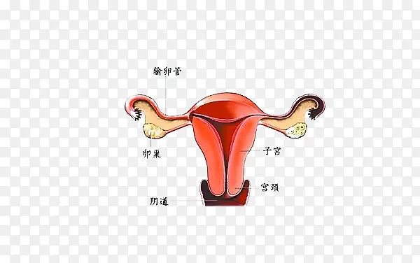 子宫示意图PNG图片素材下载_图片编号qjevrrxm-免抠素材网