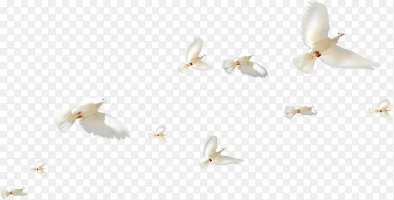 白色清新白鸽飞舞天空