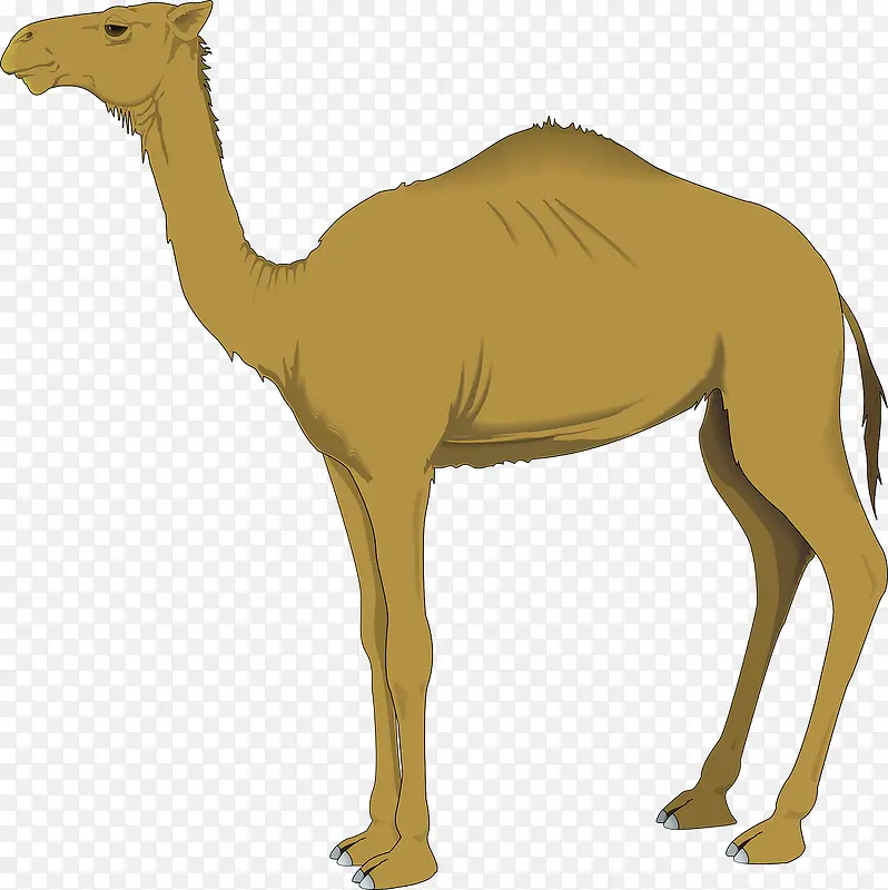 棕色的骆驼