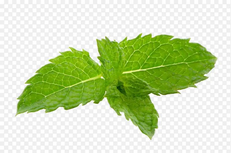 绿色薄荷免费下载