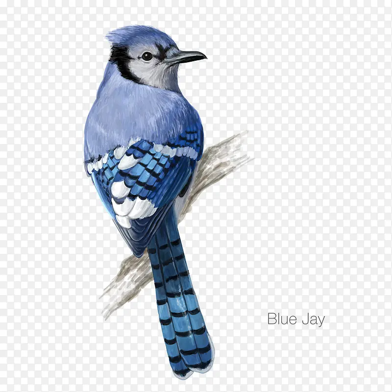 blue Jay