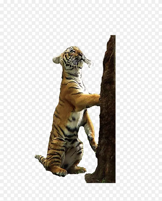 老虎在爬树