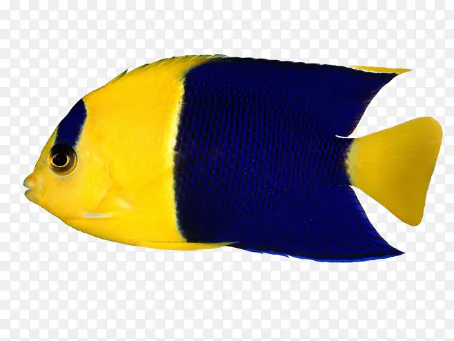 黄色蓝色交替的热带鱼