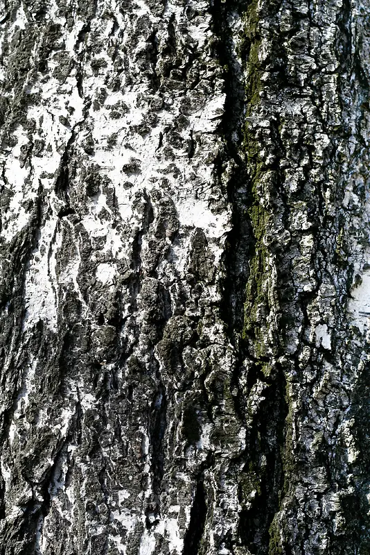 树干纹理背景