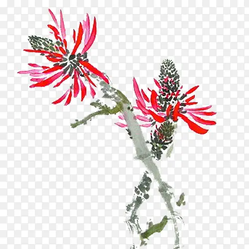 红色刺桐花PNG
