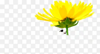 创意手绘扁平黄色的向日葵造型