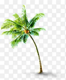 椰子树弯曲椰子树