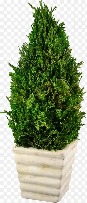 松树PNG图片素材下载_图片编号qezxzmmj-免抠素材网