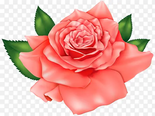 粉红的浪漫玫瑰