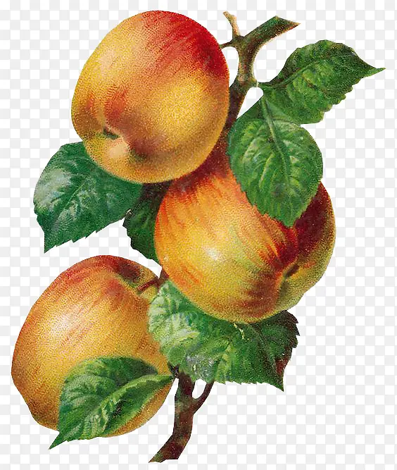 文艺复兴风格手绘苹果连枝带叶