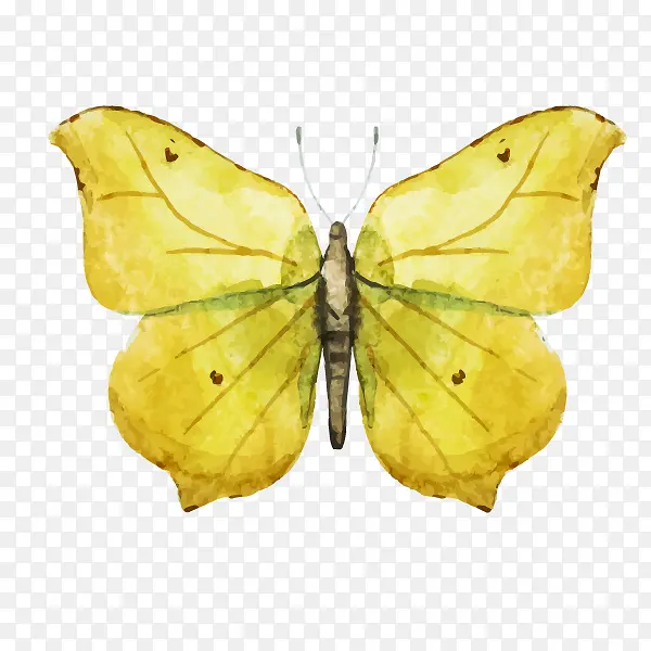 水彩黄色美丽蝴蝶