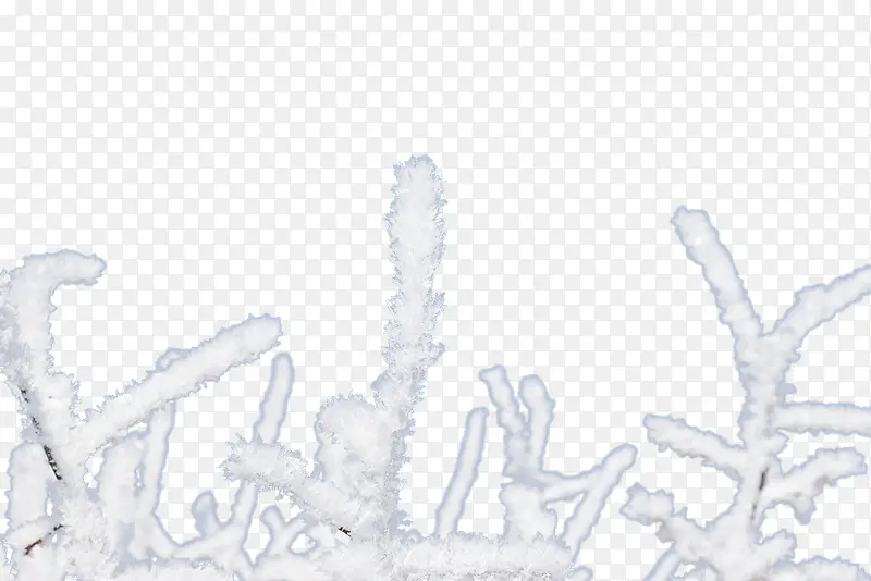 结霜的树枝