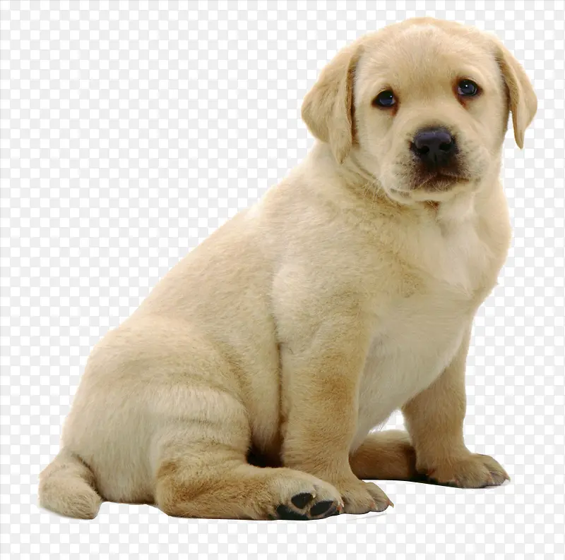 犬科动物
