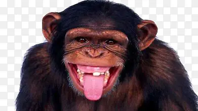 伸出舌头傻笑的猩猩