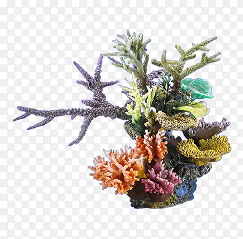珊瑚花儿