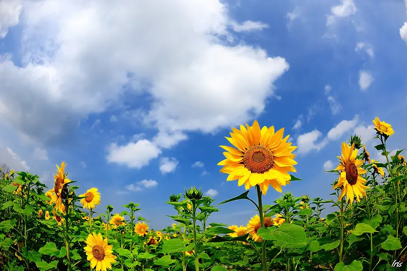 蓝天白云向日葵摄影图