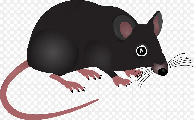 黑色的老鼠