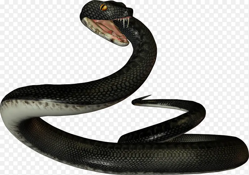 黑色毒蛇