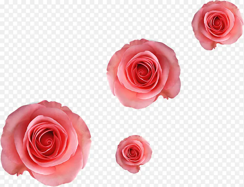 玫瑰唯美装饰壁纸