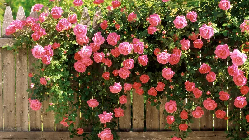 高清摄影唯美壁纸合成玫瑰花