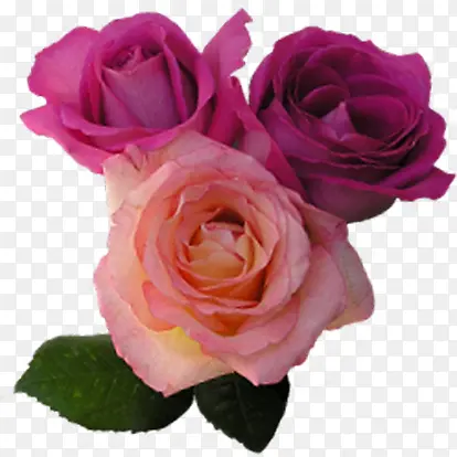 粉紫色高清玫瑰花朵