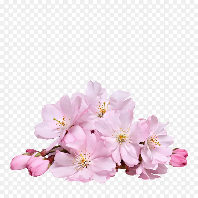 素雅的粉红色花蕾