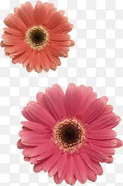 深粉色的葵花