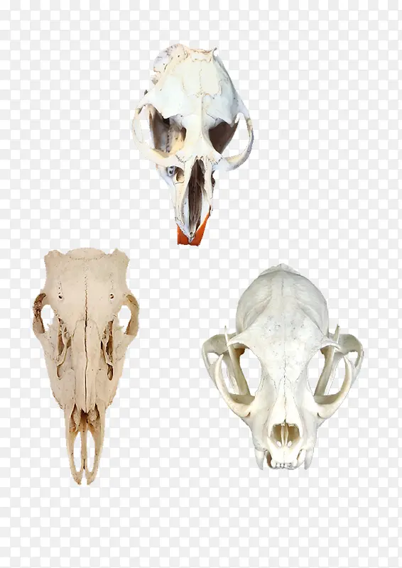 动物头骨