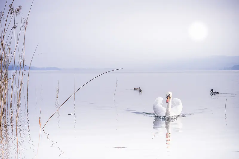鹅太阳湖面唯美照片