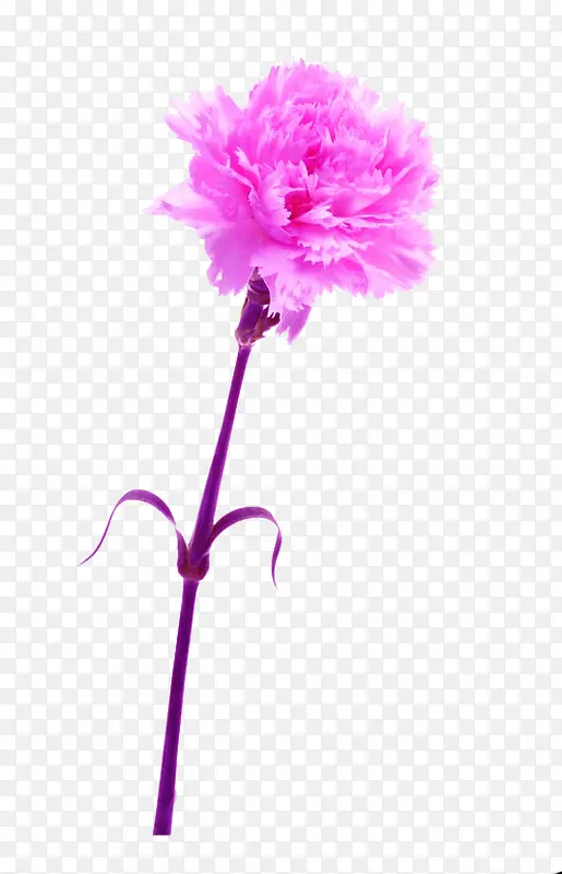紫色菊花浪漫免扣素材
