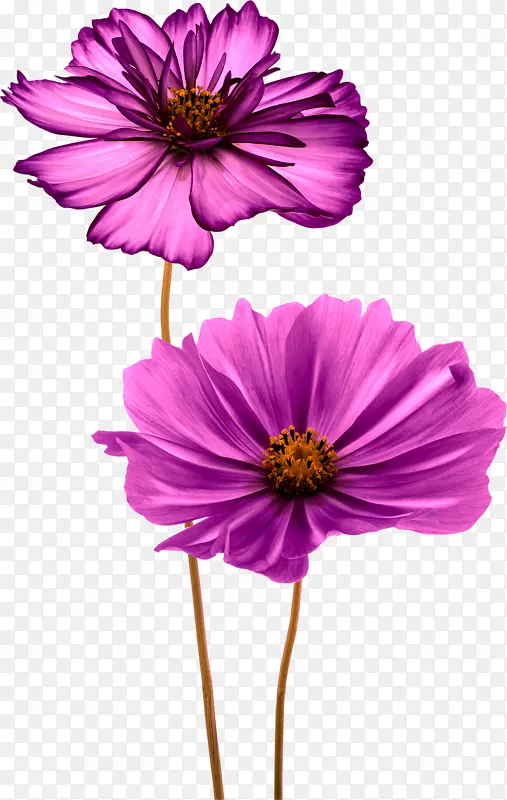 紫色雏菊花