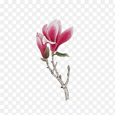 粉色手绘古风花朵插图