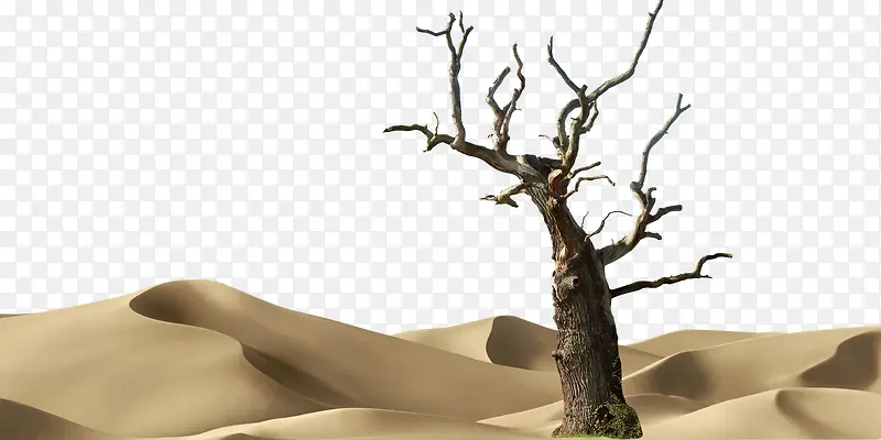 沙漠黑色枯树