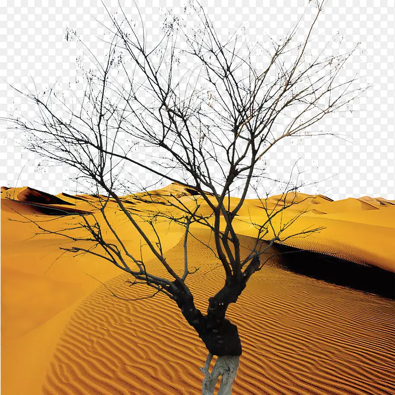 沙漠枯树风景