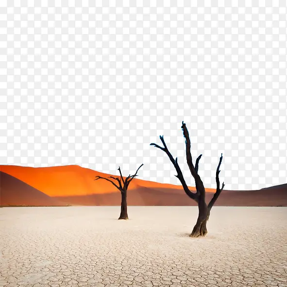 沙漠余晖下的枯树
